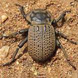 Anomalipus sculpturatus
